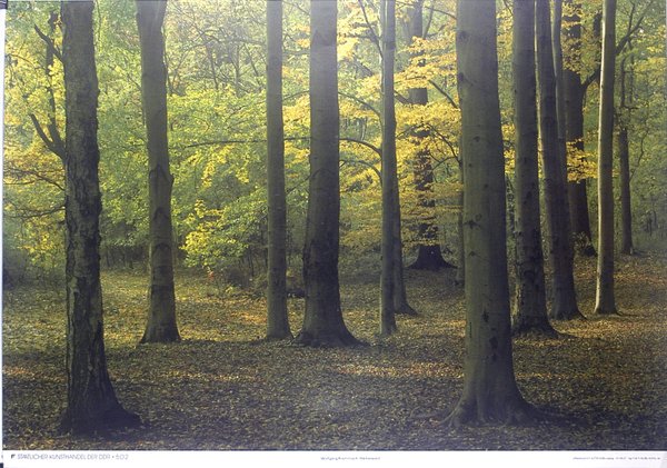 SKH der DDR Nr. 502 - Wolfgang Krammisch - Herbstwald